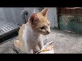 Cute Cat #pusa #goyangi #kucing #gata 