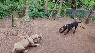 Pitbull Kerala