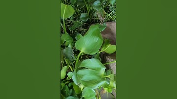 Câu tôm mùa nước lên