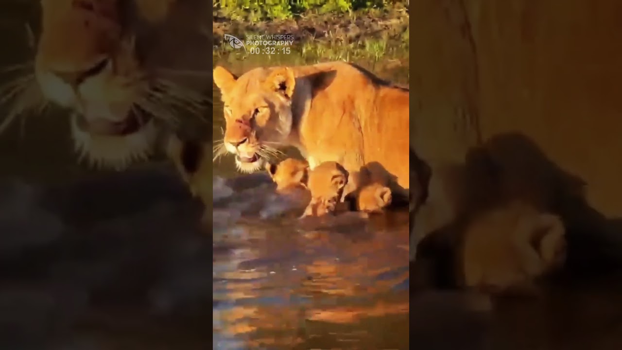 Little Lion Cubs Roar, Go Down to the River to Learn to Swim Guided by Their Mother.