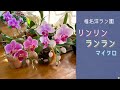2021年2月23日　椎名洋ラン園さんの蘭たち　リンリン・ランラン・マイクロ胡蝶蘭開花　たけのこラン（ミッカビ）　黄色い葉