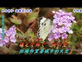 あきらめて(死了心)1956(日語~平野愛子+翻譯)銘哥翻唱[台語版:看破的愛(紀露霞)]