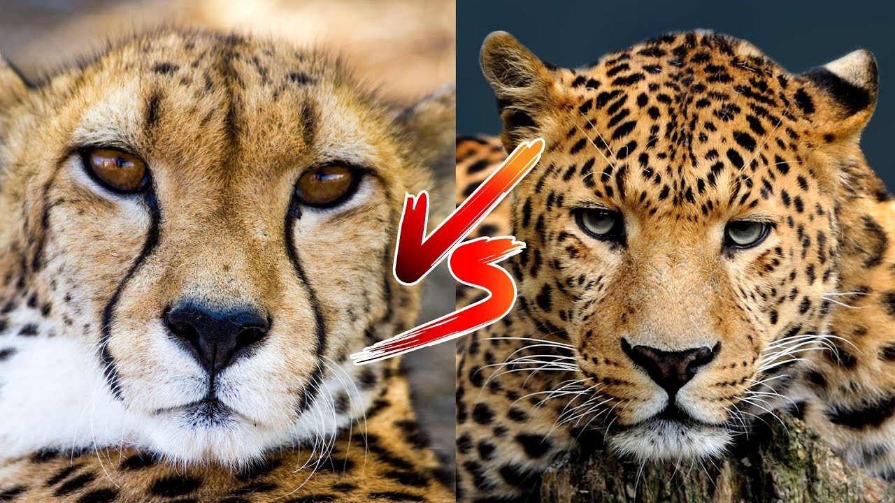 Cheetah vs Leopard - YouTube