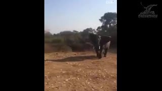Разъярённый слон разбил машину с туристами в южноафриканском заповеднике
