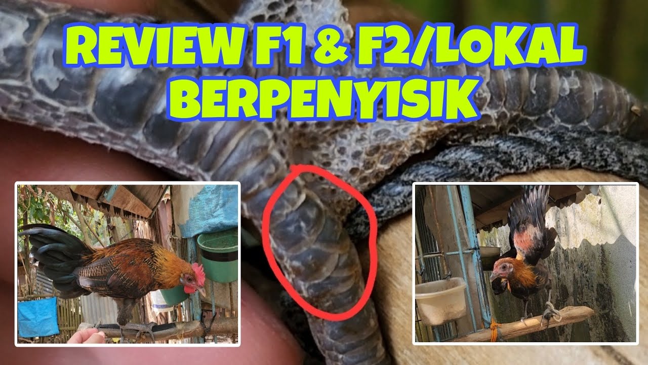 Hobi - Review F1 F2 Ayam Brugo Berpenyisik