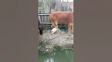 Cow Breastfeeding Baby Goat 
