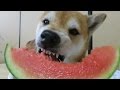 圧巻！最高のうま顔でスイカ完食の柴犬まめ