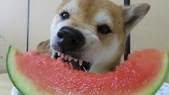 Shiba Inu Ch Mameda Chamesuke Youtube