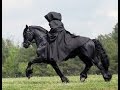 Cavalos Friesian