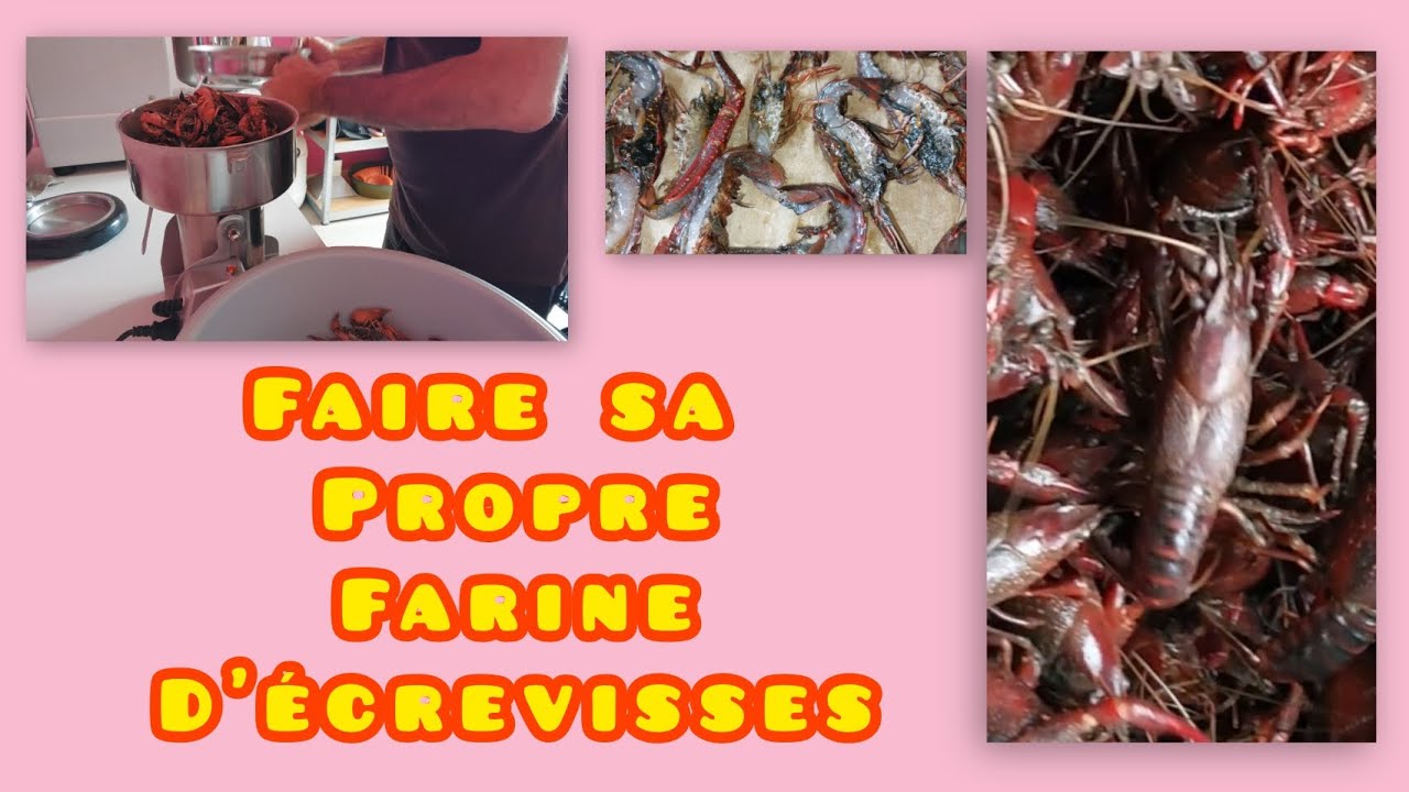 Faire sa propre farine d'écrevisses ( peche de la carpe )