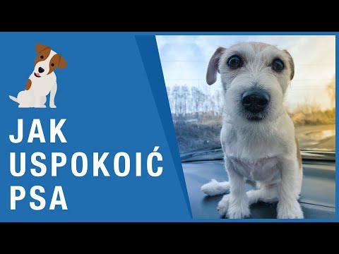 Wideo: Jak Uspokoić Nadpobudliwego Psa?