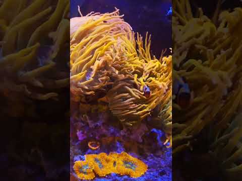 Redsea Max Nano Cube