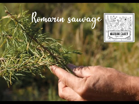 Vidéo: Romarin Sauvage