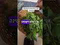 חליטת סרפד: סגולות יתרונות וכיצד מכינים. #ליקוטינה #סיוריליקוט #wildplants #סרפד #nettle #צמחימרפא