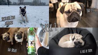 Weekly Vlog #1 | First Vlog of 2021!
For this year were going to be trying a weekly vlog where we just film all the little things that normally dont make it to videos or the stuff we try drag out into full videos and just compile it all together for 1 video, well be trying to include lots of different things but please let us know what you think together we can create something youll be excited for every week :)
Give us a thumbs up if you enjoyed the video and Subscribe if youre not already!
Twitter - https://twitter.com/ThatPugPablo
Instagram - https://www.instagram.com/thatpugpablo/
Parents channel -https://www.youtube.com/channel/UC1NnPYTFhVZtFt4oPXFdsnw
What I use to record and edit my videos;
(Links below marked with a * are affiliate links - which means I receive a percentage of the revenue made from purchasing products through this link)
*Primary Camera - https://amzn.to/2NLHah2
*Camera Microphone - https://amzn.to/2xlcDMY
*Secondary Camera - https://amzn.to/2qP3hWe
*Go Pro - https://amzn.to/2HBbLL3
*Drone - https://amzn.to/2vBmaBA
*Karma Grip - https://amzn.to/2vvmtxV
*Gorilla pod - https://amzn.to/2J9JSHg
*Laptop/Editing software (iMovie) - https://amzn.to/2HPyCQS
Licence;
Intro/Outro Music;
Get Outside! - Jason Farnham: https://youtu.be/x1T6QFpd0J4 Weekly Vlog #1 | First Vlog of 2021!