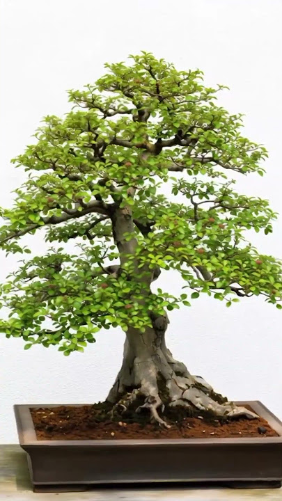 Chinese elm #bonsai care