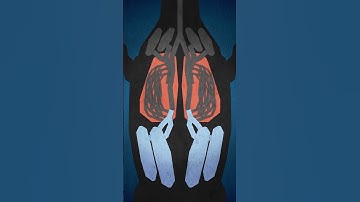 Going with the Flow(-Through Lung) #dinosaur #fossil #science #paleontology #theropod