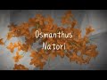 Osmanthus Sub Español Romaji Natori