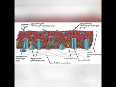 პლაზმური მემბრანის თვისებები და ექსპერიმენტი
