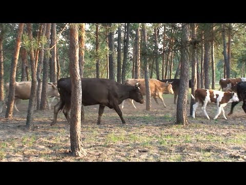 Выгоняем коров в стадо.