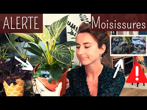 Vidéo: Informations sur la moisissure blanche : reconnaître les symptômes de la moisissure blanche sur les plantes