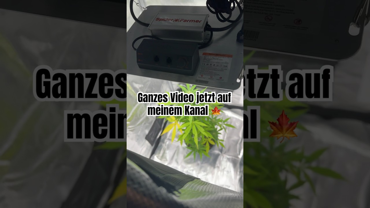 Spider Farmer SF1000 Grow Kit 🍁