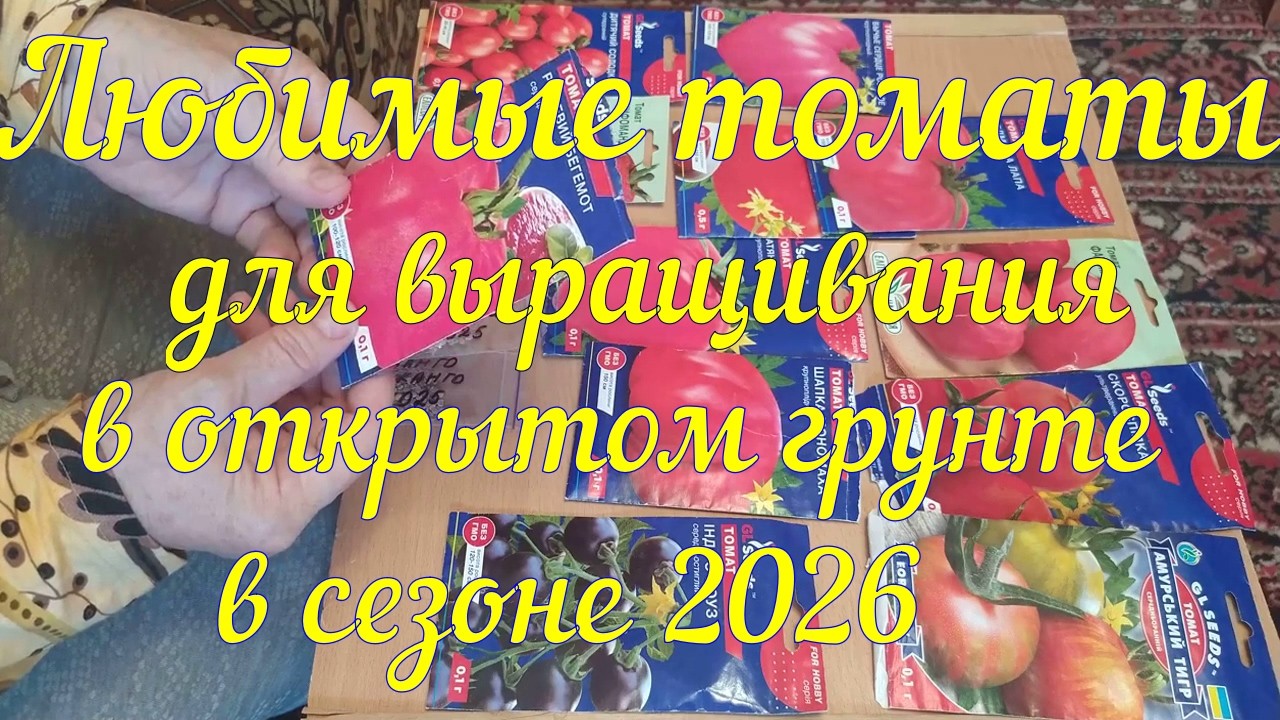 Любимые сорта томатов открытого грунта, которые я буду выращивать в сезоне 2026.