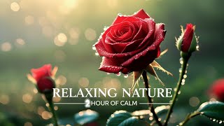 Relaxing Nature | 1 Hour of Calm with Dew-Kissed Rose in Morning Light screenshot 4