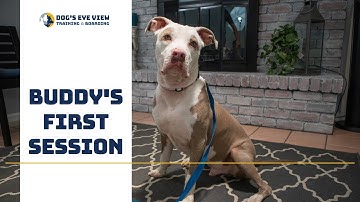 Training a reactive dog - Buddy