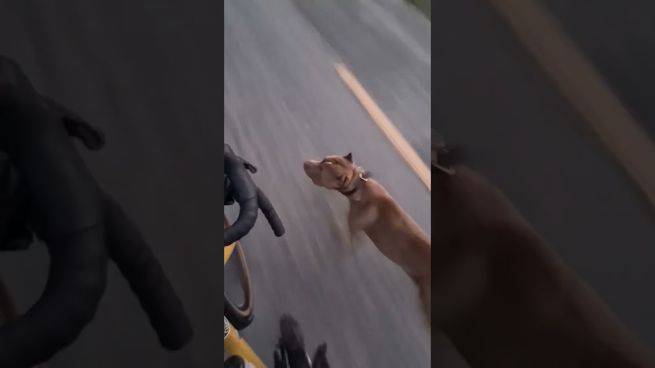 Man Remains Calm While Being Chased By Two Vicious Pitbulls Chasing Him While Riding His Bicycle 🐕 🐕