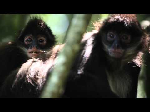 Visit Monkeyland