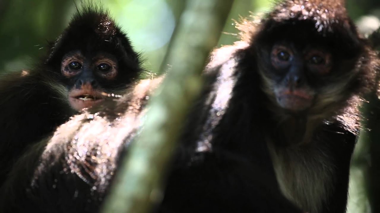 Visit Monkeyland YouTube