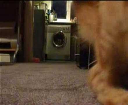 Watch the video about Chadwick the maine coon kitten plays fetch
