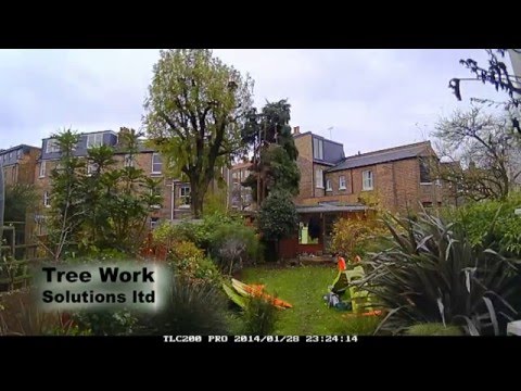 Conifer removal in Muswell Hill, London