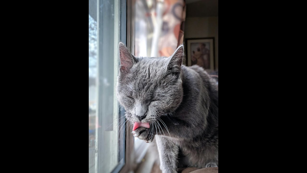 Unlocking the Secrets of Cat Love: The Slow Blink & More!