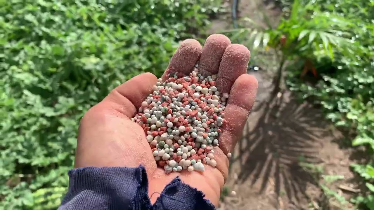 ￼ Esse é o melhor adubo para o enchimento da melancia!! COMO ADUBAR MELANCIA DO JEITO CERTO ￼