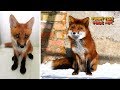 Fox Pup Vasilisa vs Grown Up Fox