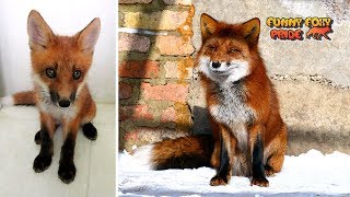 Fox Pup Vasilisa vs Grown Up Fox