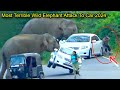 Most terrible wild elephant attack car in 2024