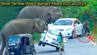 Most Terrible Wild Elephant Attack Car In 2024