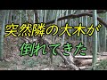 一歩間違えれば人が○ぬかもしれない。人がいなくて良かった。　倒木の処理。