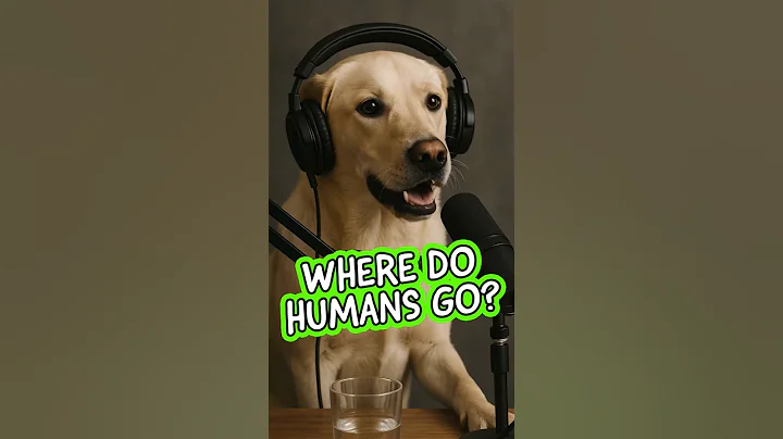 Video 11786351: curious kitty, wonder pets, pet house, funny cats dogs