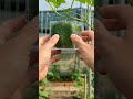 I Grew a Perfect Square Cucumber Using This Molding Technique  I used a clear square mold to guide t