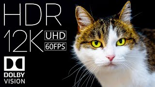 12K Hdr 60Fps Dolby Vision | Shades Of Black