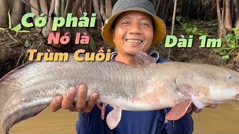 Liệu đây có phải là Trùm Cuối của mùa nước 2025 | Cù Lao Dung Vlogs