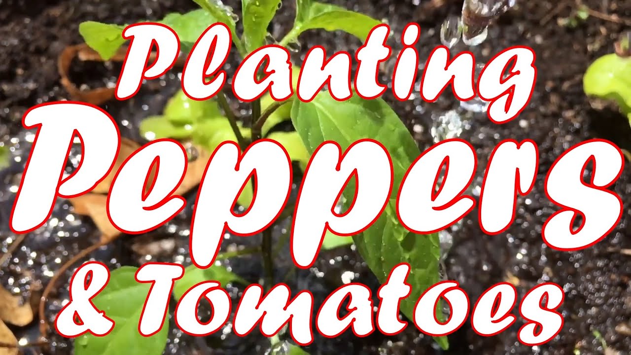 Planting Peppers & Tomatoes π