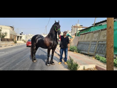 فيديو: سلالة الخيول الألبانية هيبوالرجينيك والصحة ومدى الحياة