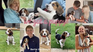 PICKING UP OUR PUPPY | BERTIE THE BEAGLE | Where's Hols?