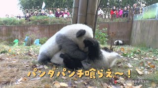 けっとうだ〜！