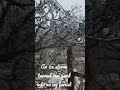 An ice storm turned our yard into a magical icy forest  #ice #icestorm #icy #magical